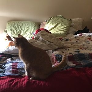 Meet your Posher, Anne